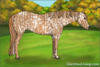 Horse Color:Brown Appaloosa  Brindle
