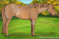 Horse Color:Red Dun Splash Brindle
