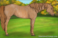 Horse Color:Red Dun Splash  Brindle
