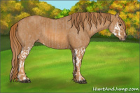 Horse Color:Red Dun Splash  Brindle