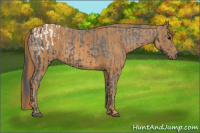 Horse Color:Brown Appaloosa  Brindle