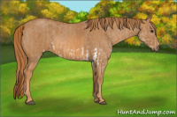 Horse Color:Liver Red Dun Splash  Brindle