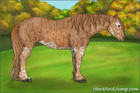 Horse Color:Liver Chestnut Splash Brindle