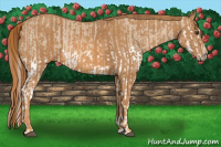 Horse Color:Red Dun Splash  Brindle