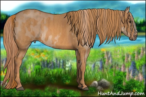 Horse Color: Liver Red Dun Splash  Brindle