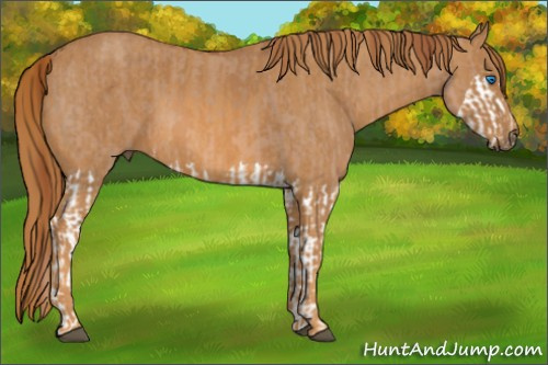 Horse Color: Red Dun Splash  Brindle