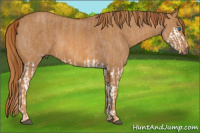 Horse Color:Red Dun Splash  Brindle