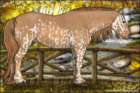 Horse Color:Red Dun Splash  Brindle