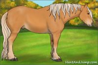 Horse Color:Chocolate Palomino 