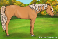 Horse Color:Chocolate Palomino 
