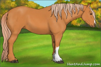 Horse Color:Chocolate Palomino 
