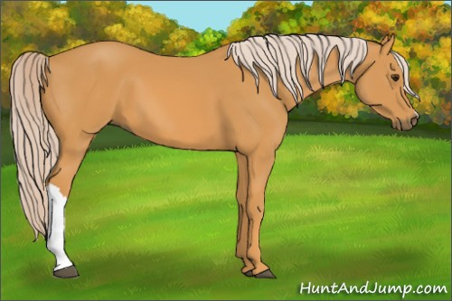 Horse Color: Chocolate Palomino 