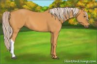 Horse Color:Chocolate Palomino 
