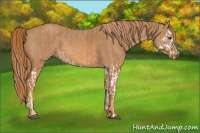 Horse Color:Red Dun Splash  Brindle