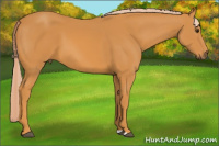 Horse Color:Chocolate Palomino 