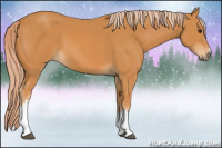 Horse Color:Chocolate Palomino 