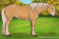 Horse Color:Chocolate Palomino 
