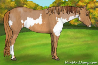 Horse Color:Red Dun Splash Brindle