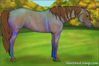 Horse Color:Gray Red Roan 