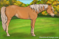 Horse Color:Chocolate Palomino 