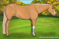 Horse Color:Chocolate Palomino 