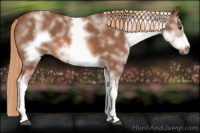Horse Color:White Spotted Liver Chestnut Sabino Frame 
