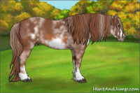 Horse Color:White Spotted Chestnut Sabino Frame