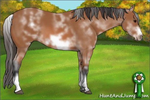 Horse Color: White Spotted Bay Sabino Frame 