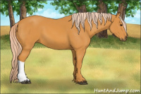 Horse Color:Chocolate Palomino 
