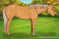 Horse Color:Chocolate Palomino 