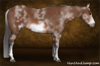 Horse Color:White Spotted Bay Sabino Frame
