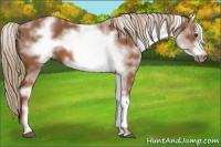 Horse Color:White Spotted Liver Chestnut Sabino Frame