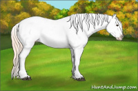 Horse Color:Chocolate Palomino Appaloosa 