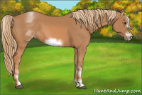 Horse Color:White Spotted Chestnut Sabino Frame