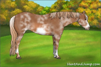 Horse Color:White Spotted Chestnut Sabino Frame