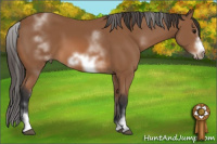 Horse Color:White Spotted Bay Sabino Frame