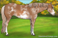 Horse Color:White Spotted Chestnut Sabino Frame 