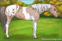 Horse Color:Bay Tobiano Appaloosa 
