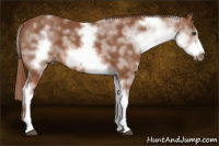 Horse Color:White Spotted Chestnut Sabino Frame 