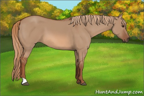 Horse Color: Unknown 