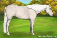 Horse Color:Cremello 