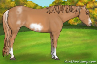 Horse Color:White Spotted Chestnut Sabino Frame 