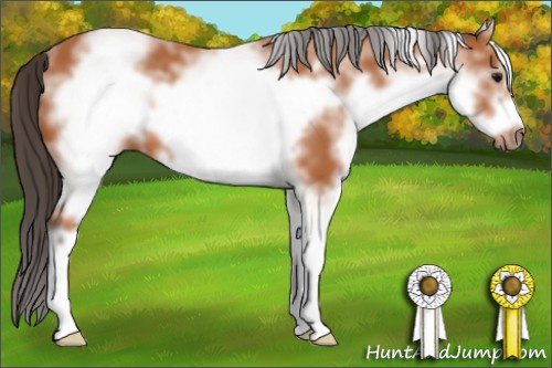 Horse Color: White Spotted Bay Sabino Frame 