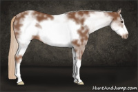Horse Color:White Spotted Chestnut Sabino Frame 