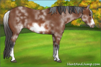 Horse Color:White Spotted Bay Sabino Frame 