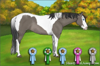 Horse Color:Brown Sabino Splash Tobiano Rabicano 