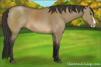 Horse Color:Buckskin Dun Splash