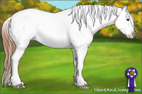 Horse Color:Grullo Blanket Rabicano 