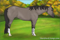 Horse Color:Buckskin Dun 