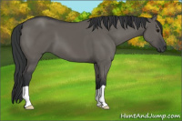 Horse Color:Grullo 